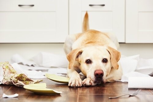 Labrador Retriever - Langeweile