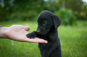 Wie man einen Labrador Retriever aufzieht