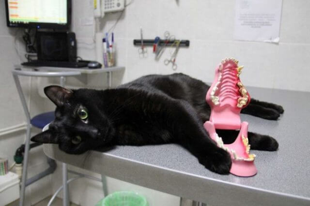 Luzifer der gelähmte Kater