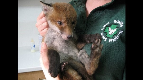 Mudssey im Schlamm - wieder gesund