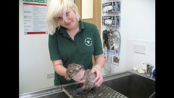 Mudssey im Schlamm - wird gewaschen