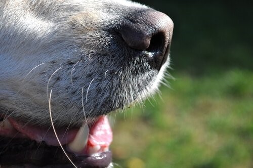 Wie wird man Mundgeruch bei Hunden los
