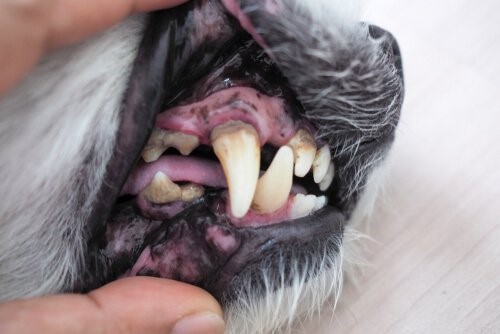 Mundgeruch bei Hunden - Zahnstein