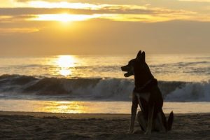 Wie lange nach dem Tod eines Haustieres bis zu einer neuen Tieradoption warten?