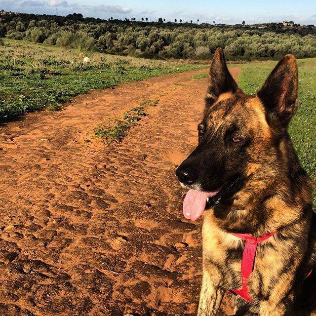 nach dem Tod eines Hundes warten