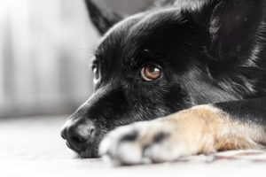 Weißt du, was Nystagmus bei Hunden ist? Wir sagen es dir!