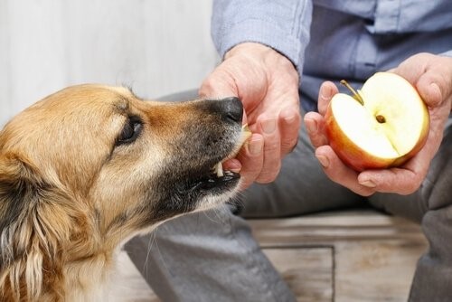 Obst und Gemüse für Haustiere - Hund frisst Apfel