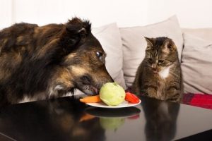 Welches Obst und Gemüse ist gut für dein Haustier