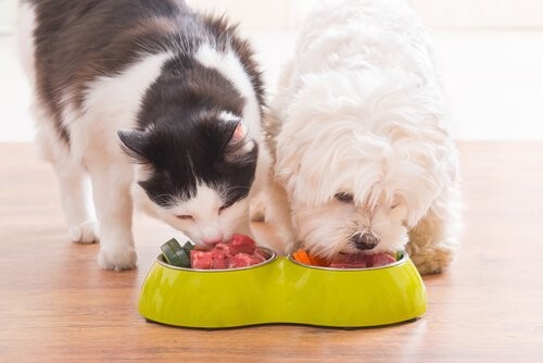 Obst und Gemüse für Haustiere - Hund und Katze fressen Gemüse