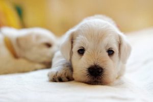 Lerne die Vorteile von Olivenöl für Hunde kennen