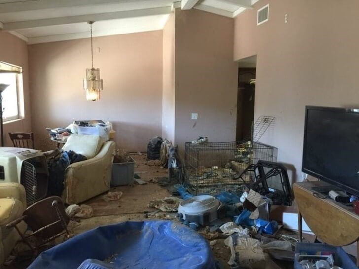 Pitbulls wurden aus sehr schlechten Bedingungen gerettet - Haus