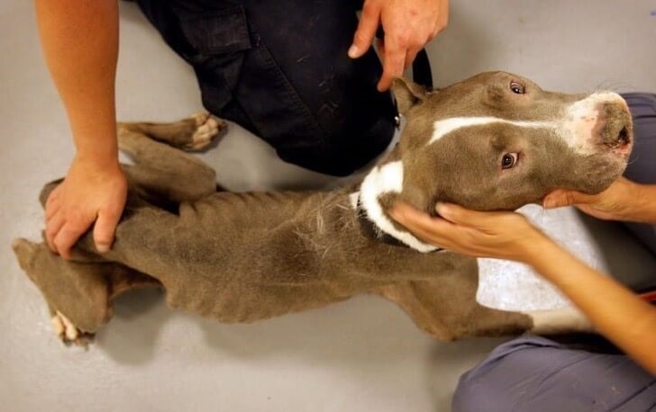 Pitbulls wurden aus sehr schlechten Bedingungen gerettet - Pitbull