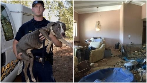 Pitbulls wurden aus sehr schlechten Bedingungen gerettet Pitbulls wurden aus sehr schlechten Bedingungen gerettet