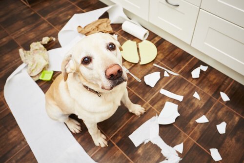 Problemverhalten beim Hund vermeiden - 5 Tipps