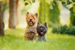 Rasseportrait Terrier: charakteristische Eigenschaften