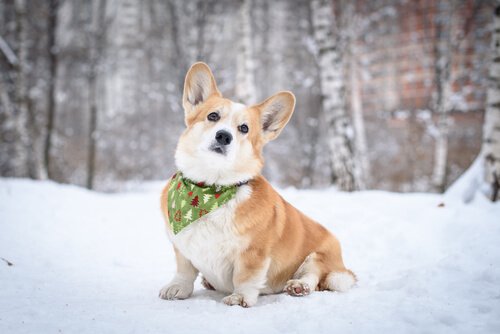süßer Hund braucht keine Schönheits-OPs