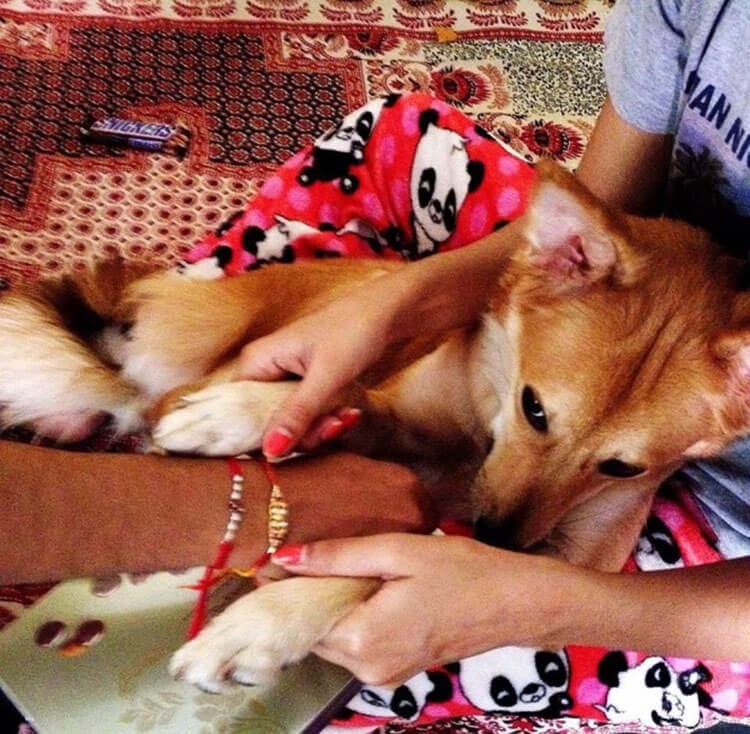 Sie musste einen Heiratsantrag ablehnen um ihren Hund nicht zu verlieren - Lucy