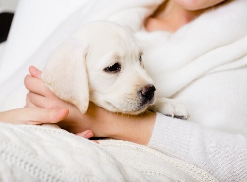 Sätze, die Hundeliebhabern nie gesagt werden sollten - Hund auf dem Schoss