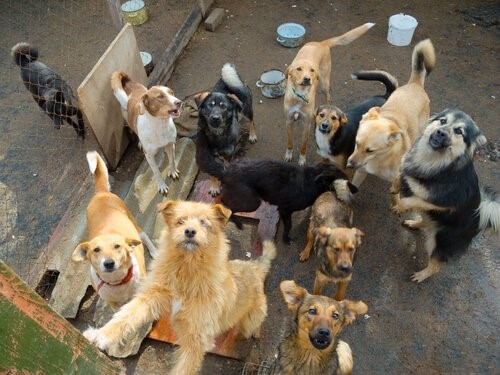 Tekis, der Mann der 200 verlassene Hunde in Griechenland gerettet hat - grettete Hunde
