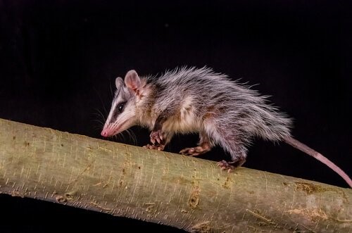 Tiere, die am meisten schlafen - Opossum