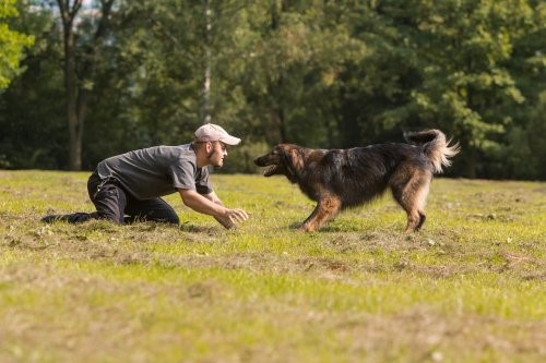 Tipps damit dein Hund zu dir kommt, wenn du ihn rufst - Hundetraining 2