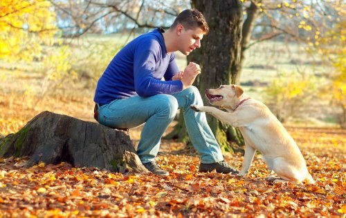 Tipps damit dein Hund zu dir kommt, wenn du ihn rufst - Hundetraining im Park