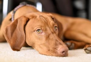 5 Tipps gegen Angstverhalten bei Hunden