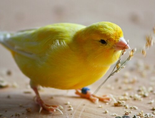 Tipps, um einen Kanarienvogel zu füttern