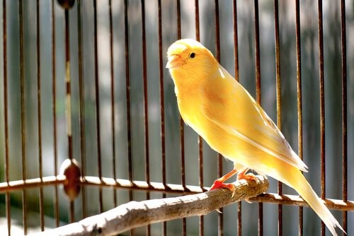 Tipps um einen Kanarienvogel zu füttern - Kanarienvogel
