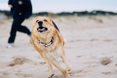 Verbot von Hunderennen - Hund am Strand
