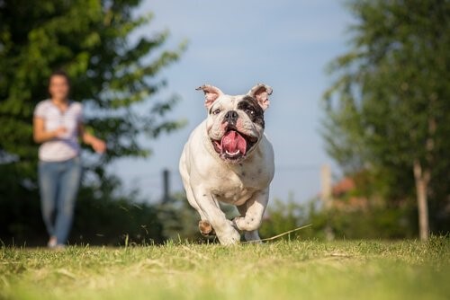 Verbot von Hunderennen - Hund rennt
