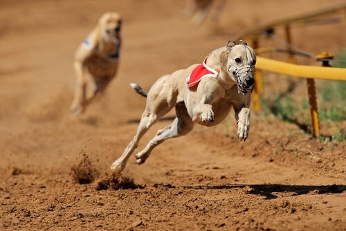 Verbot von Hunderennen