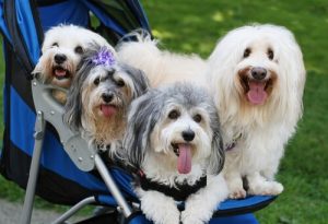Vermenschlichung des Hundes: 3 Gefahren