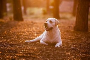 8 Dinge, die du von deinem Hund lernen kannst