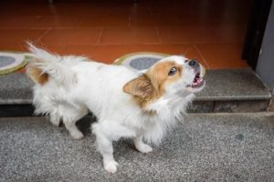 Warum Hunde bellen