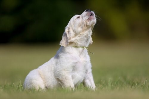 Warum Hunde bellen - Hund bellt