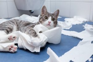 Warum kommen Katzen gerne mit ins Badezimmer?