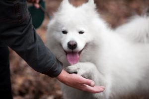 Wie kann ein unsympathischer Hund freundlicher werden?