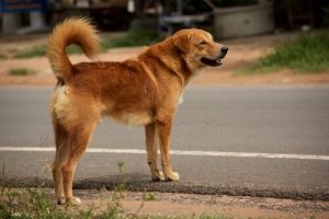 Wie man einem Hund beibringt, die Straße zu überqueren