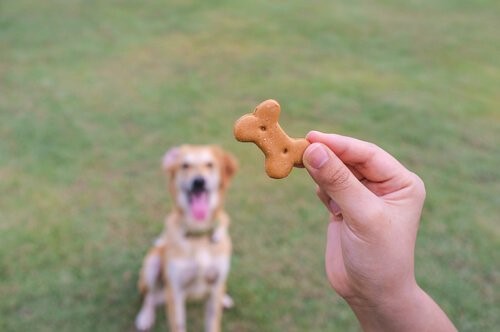 Wie man einem Hund beibringt, die Straße zu überqueren - Belohnung