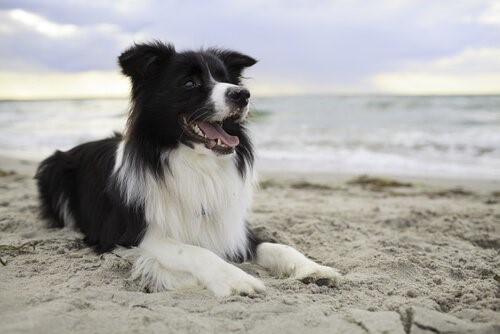 Wie man einem Hund beibringt, die Straße zu überqueren - Hund am Strand