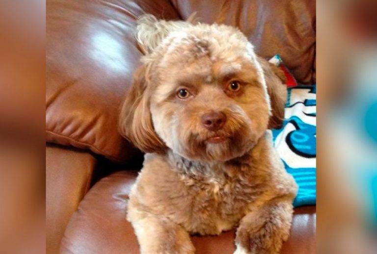 Yogi, ein Hund mit Menschengesicht