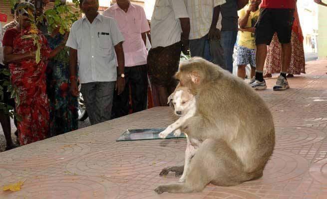 Affe adoptiert Straßenhund