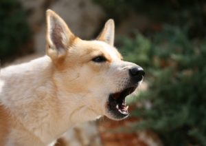 Hundesprache interpretieren