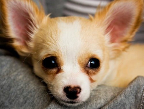 Ein Chihuahua mit Herznase