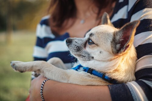 Der Chihuahua mag es im Arm