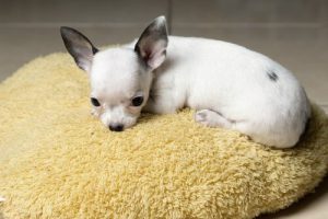 Warum zittert der Chihuahua?