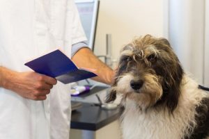 Sollte ich meinen Hund kastrieren lassen?