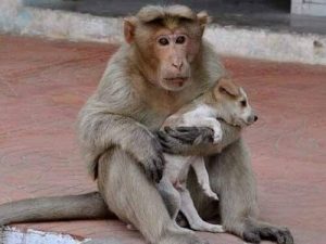 Der Affe, der einen Straßenhund adoptierte