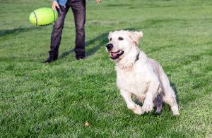 Finde heraus, warum der Hund der beste Freund des Menschen ist